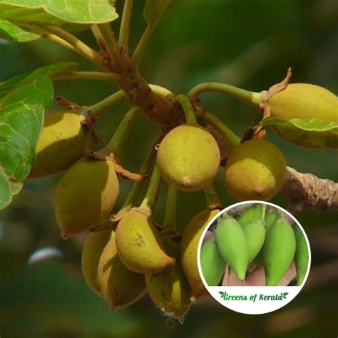 Buy Mak Dauy Seedling Fruit Plant Greens Of Kerala