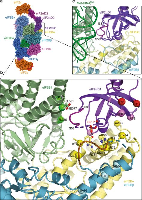 Structural Basis For The Inhibition Of Translation Through Eif2α