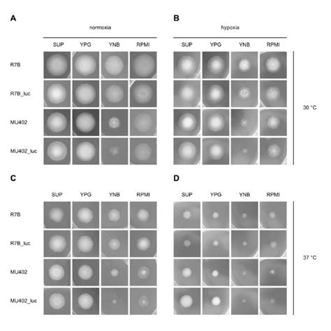 Growth Phenotypes Of Recipient And Luciferase Expressing Strains Grown