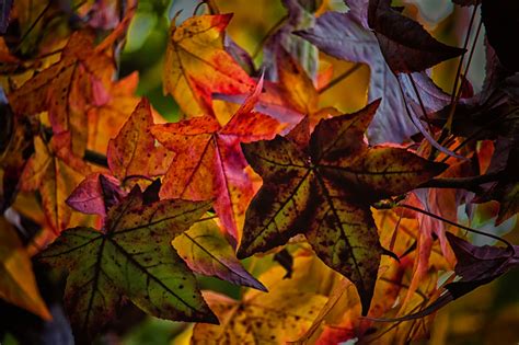 Fondos De Pantalla Vistoso Otoño Hojas Rojo Púrpura Rama Naranja Oro Primavera