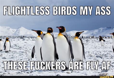 FLIGHTLESS BIRDS MY ASS THESE FUCKERS ARE FLY AF IFunny