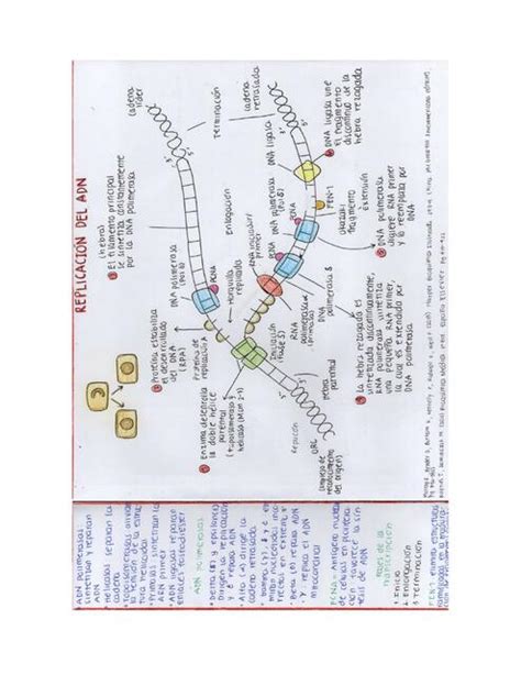 Replicación del ADN KAREN ALICIA GARCIA RIOS uDocz