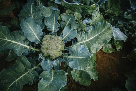 How Does Broccoli Grow Stages BroadPick