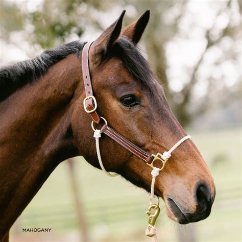 Leather Lariat Hybrid Halter The Horse Education Company