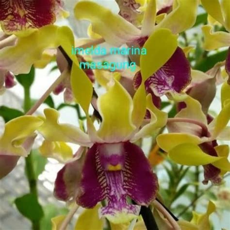 Jual Anggrek Dendrobium Imelda Marina Masagung Remaja Kab Malang