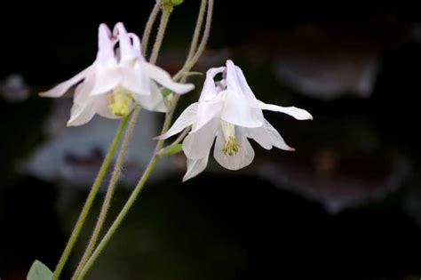 Aquilegia Delicada Flor De Primavera Cultivo Y Cuidados