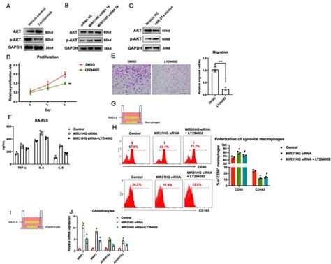 The Effects Of The Tocilizumab MIR31HG Axis On The AKT Pathway In