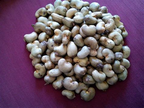 Raw Cashew Nuts In Shell In Benin At Best Price In Ahmedabad Id