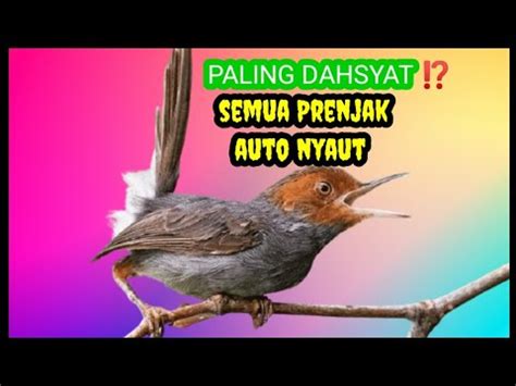 Suara Burung Prenjak Gacor Di Pagi Hari Ampuh Buat Pancingan Prenjak