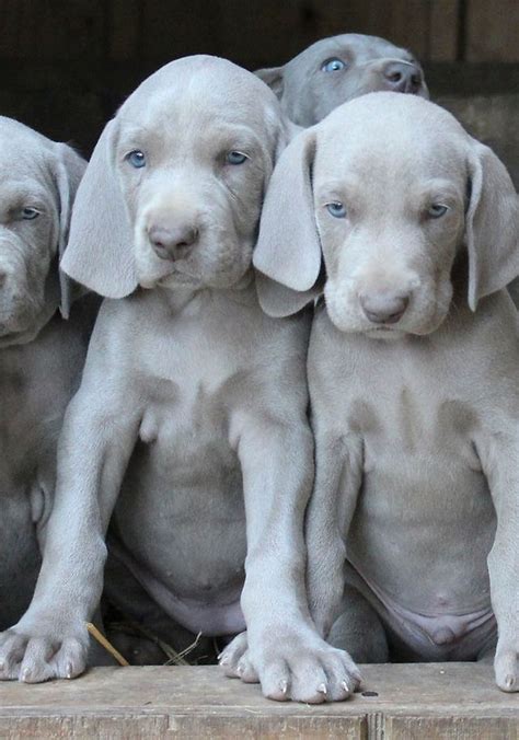 Weimaraner Puppies Best Deals | www.pinnaxis.com