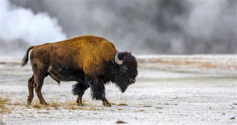 United States of America National Animal: The American Bison