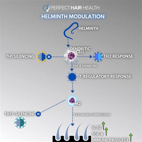 Helminthic Therapy Hookworms For Hair Loss A Scientific Review