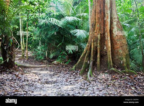 Rainforest In Taman Negara Np Malaysia Stock Photo Royalty Free