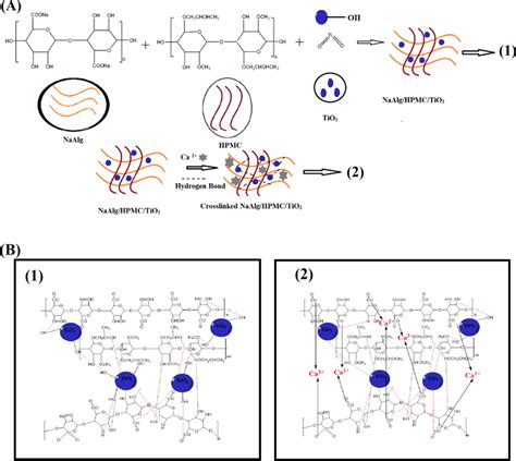 Possible Structure Of The NaAlg HPMC TiO2 Nanocomposite A And B