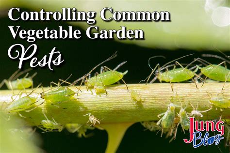 Controlling Vegetable Garden Pests Jung Seed Gardening Blog