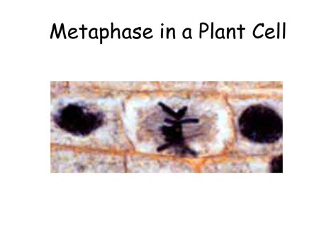 T2k© Cell Division Ppt Download