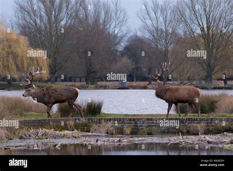 Red Deer crossing Bridge Stock Photo - Alamy