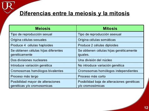 Diferencias Y Semejanzas Entre Mitosis Y Meiosis Kisahsekolah