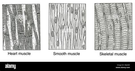 Illustration of Muscle Types Stock Photo - Alamy