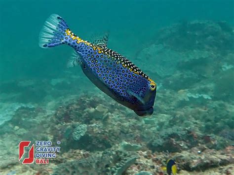 Encounter The Majestic Mola Mola Fish In Balis Diving Paradise Zero