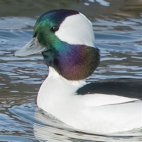 Bufflehead Iridescence Exploring Kootenay Lake