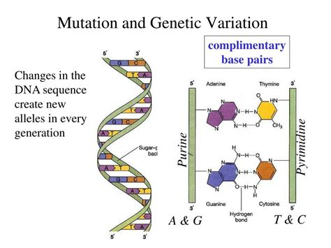 Ppt Today Genetic Variability Mutations Source Of Variation In