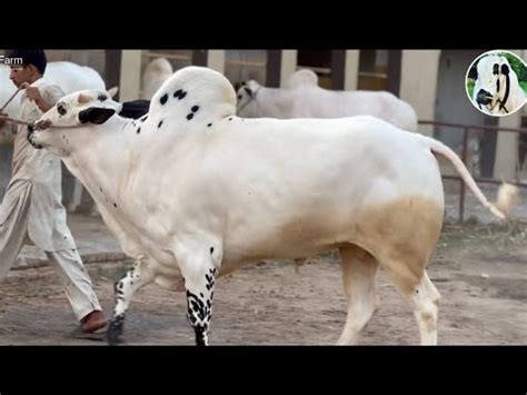 Heavy Bulls Collection Masha Allah Gulf Cattle Farm House