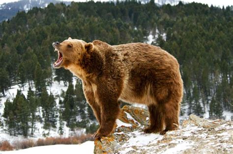 How Many Grizzly Bear Attacks Happened in Yellowstone in 2022?