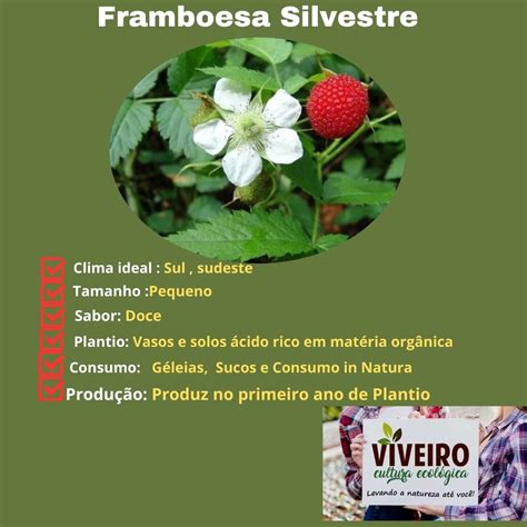 Muda De Framboesa Silvestre 50cm No Vaso RUBUS ROSIFOLIUS