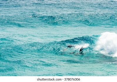 842 Bottlenose Dolphins Pod Images, Stock Photos & Vectors | Shutterstock