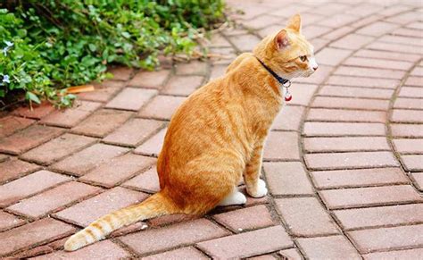 146 Best Ginger Cat Names – Pet News Live