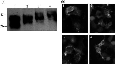 Expressions Of The Wild Type Prp And Prp Mutants In The Cultured Cells