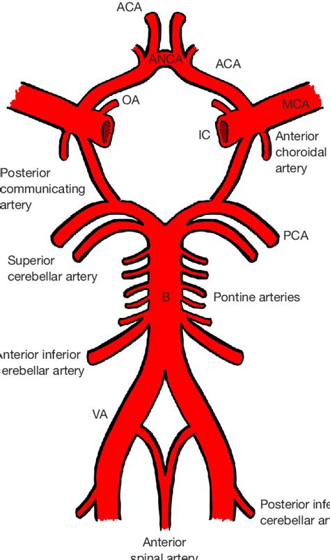 Basilar Artery Anatomy Anatomical Charts Posters