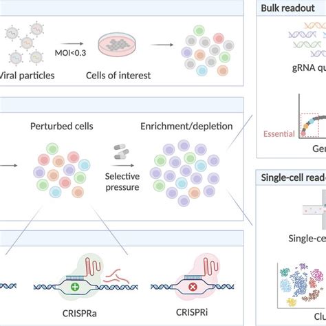 Overview Of Crispr Screening With Readout At Bulk Or Single Cell Level