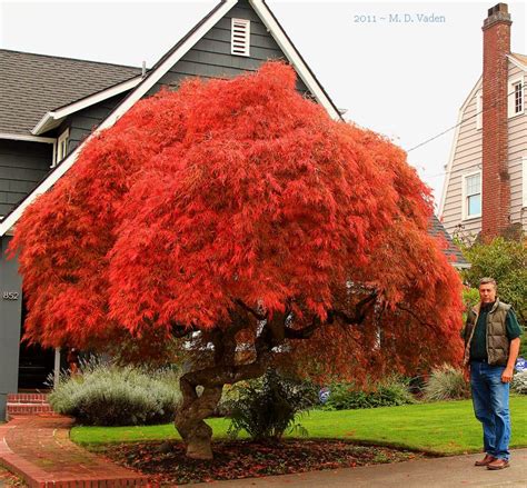 Autumn Fire Weeping Japanese Maple Aydinperihanavmvan