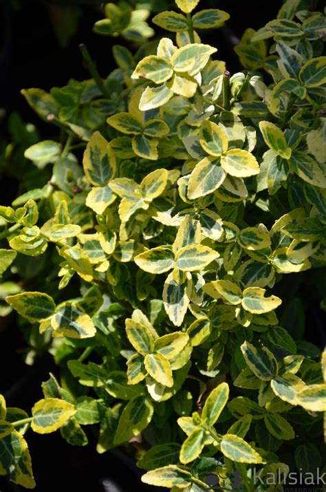 Euonymus Fortunei Emerald N Gold Trzmielina Fortune A