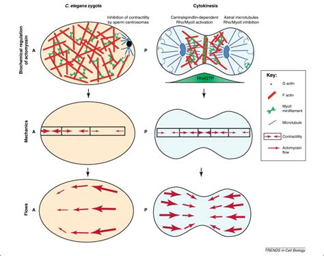 actomyosin - DriverLayer Search Engine