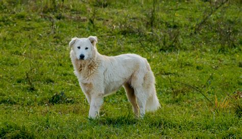 Pastore Maremmano Abruzzese Sanihelp It