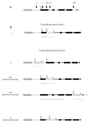 1 Theoretical Gene Fusions Generated By Insertional Mutagenesis With A