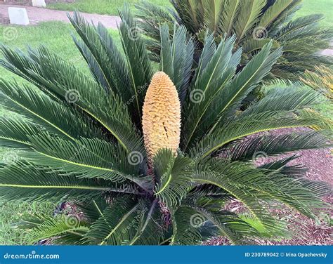 Cycas Or Sago Palm Latin Cycas Revoluta Genus Of Ancient Plants Stock