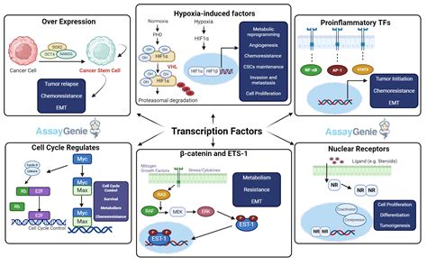 Unraveling The Synergy How Growth Factors Cooperate To Promote Tumorigenesis Assay Genie