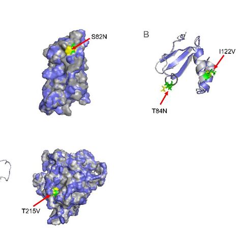 Predicated 3d Structures Of Gd A Gl B And Tk C Proteins Bartha Download Scientific