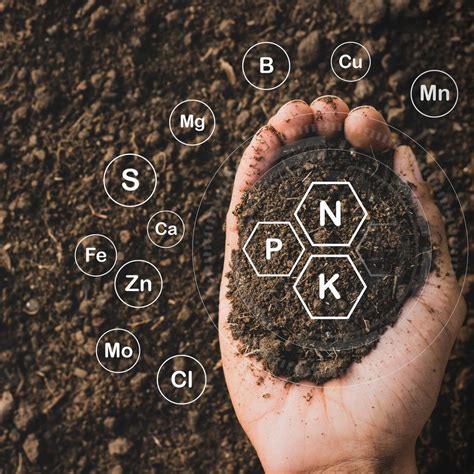 Entenda Como Funciona A Ciclagem De Nutrientes No Solo Terra De Cultivo