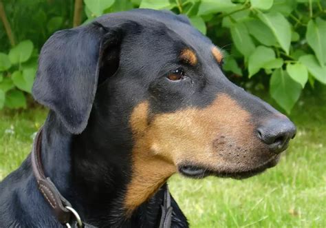 Doberman Razas De Perros Blog De Pelos