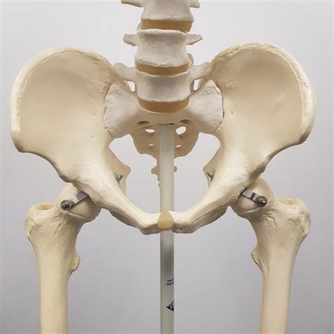 Hip Labral Tear Bend Mend Physiotherapy And Pilates In Sydney S Cbd