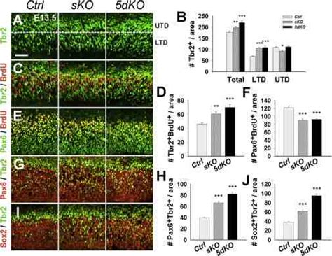 The Mir 17 92 Cluster Suppresses Transition Of Cortical Intermediate Download Scientific