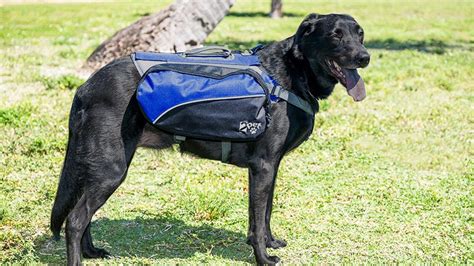 The 5 Best Harnesses For Large Dogs