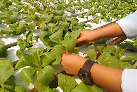 Kota Depok Terapkan Pertanian Berkonsep Urban Farming Ruzka