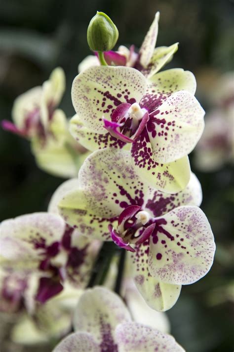 Things You Didnt Know About Orchids Orchid Fun Facts