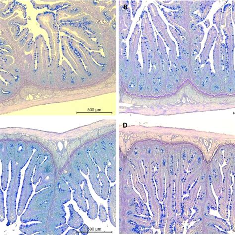 Histological Micro Photographs Of The Distal Intestine From Post Smolt